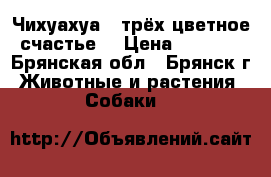 Чихуахуа , трёх цветное счастье. › Цена ­ 8 000 - Брянская обл., Брянск г. Животные и растения » Собаки   